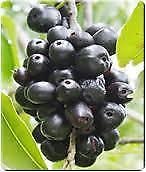 Jamun plant seeds (B074PR6BFZ) Amazon Price History, Amazon Price Tracker