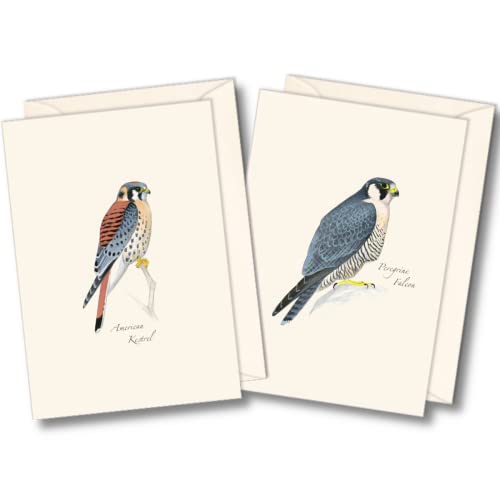 Image of Earth Sky + Water - Sibley Raptor Assortment Notecard Set - 8 Blank Cards with Envelopes (4 each of 2 styles)