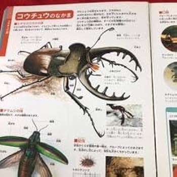 Amazon.co.jp: S6f-124 昆虫 小学館の図鑑 NEO 3 2005年7月10日 初版第