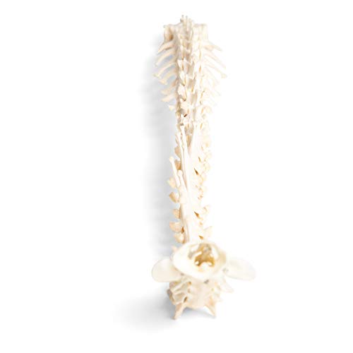 Image of 3B Scientific GmbH T30061 Dog Spine, flexibly Mounted