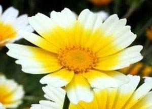 Chrysanthemum Garland Daisy Flower Seeds, 1500+ Heirloom Seeds Per Packet, (Isla's Garden Seeds), Non Gmo Seeds, Scientific Name: Glebionis Coronaria #TOP3