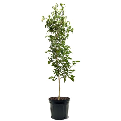 Generic Kousa Dogwood Tree, White Flowering, Deciduous, Attractive Foliage, 3 gal, Nursery Pot (Due to Agricultural Laws, we Cannot Ship to CA, AZ, AK, or HI), White, Green