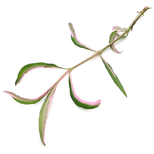 K2AQUA Hygrophila araguaia sp chai Pink Lady 1 stem Aquatic Plant Aquascaping