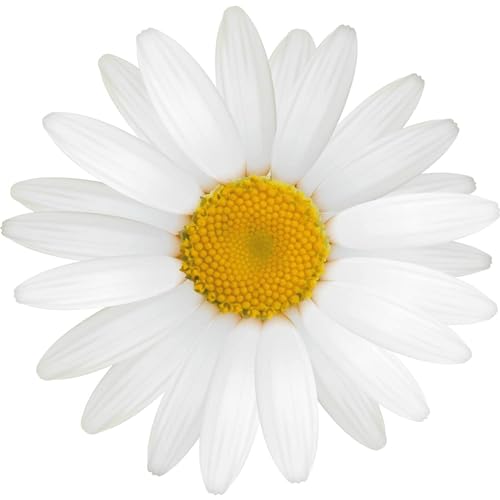 kleberio Selbstklebender Aufkleber Sticker Autoaufkleber wetterfest Blumen Mülltonne Blumenwiese Dekoration Fensterbild Fliesenaufkleber 10 x 10 cm - Weiße Gänseblume -