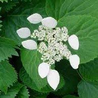 SANHOC Schizophragma hydrangeoidesSEED