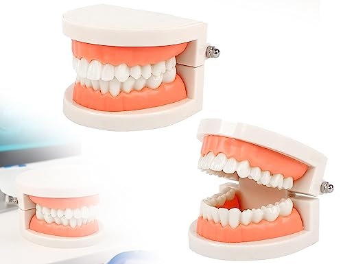 KAPSING Modelo de Dentadura Modelo de Diente de Juguete para Enseñar a Cepillar los Dientes a los Niños