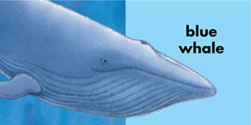 The Rainbow Fish Colors - Image 2