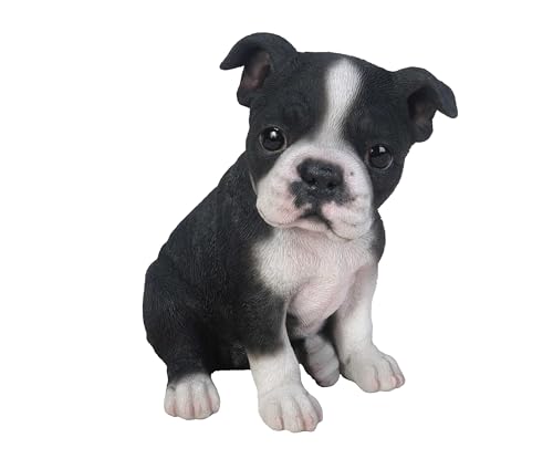 La statua del cucciolo di Boston Terrier è una deliziosa replica realistica del vivace cucciolo di Boston Terrier. Realizzata in poliresina, questa statua è adatta sia per uso interno che esterno. Un bel regalo per i propri cari.