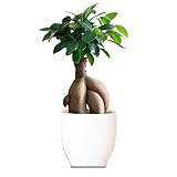 がじゅまる 4号 観葉植物 インテリア 観賞 消臭 抗菌 リラックス ＜仕入れ時期により鉢の見た目が異なります＞
