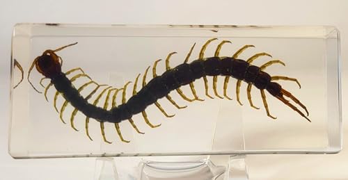 Image of 4.3 inch Real Large Black Centipede in Crystal Clear Lucite Resin Paperweight Specimen Preserved Anthropopods Animal Insect Taxidermy Collection for Biology Science Education & Desk Ornament Display