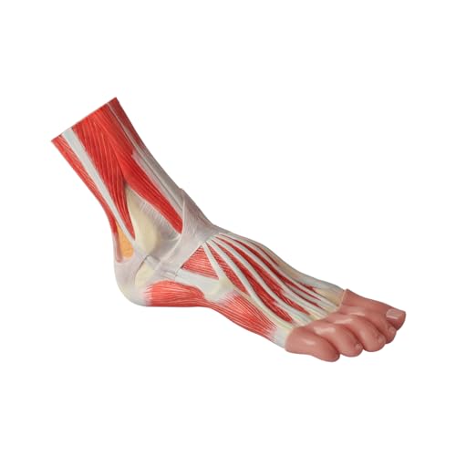 Image of NEW HORIZON 1-Parts Natural Size Foot Anatomy Model Displays the Superficial Muscles, Ligaments, Bones, and Some Skin Tissue of the Foot,with wooden base,Human Body Model