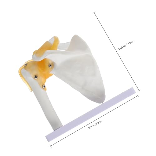 Modèle anatomique épaule haute qualité en PVC robuste et lavable
