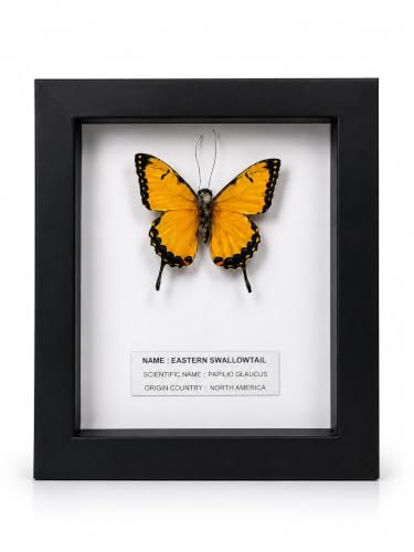 BIOMES GLASS Handmade Butterfly Specimen Shadow Box Glass Frame – Replica (Not a Real Butterfly) Paper Clay & Cotton (1, Yellow, Butterfly Specimen Shadow Box) Deal