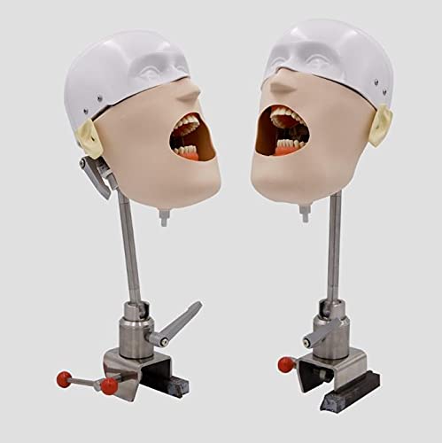 Modello di testa di manichino odontoiatrico, modello per studio dentistico, simulatore di testa di manichino odontoiatrico, modello di denti di manichino, insegnamento formativo per dentisti, assiste