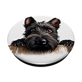 Zoom IMG-1 cane di razza cucciolo scottish Zoom IMG-1 cane di razza cucciolo scottish