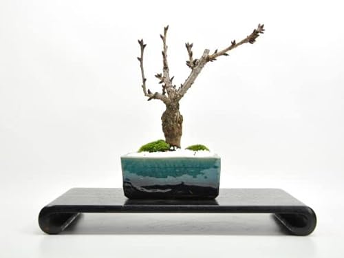 盆栽妙 盆栽 桜 モダン盆栽 水色 5号 信楽焼作家鉢 4枚目