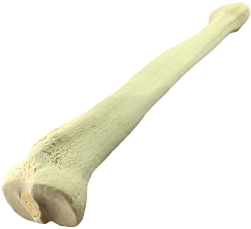 LBYLYH Modello di Tibia Simulato Ossa delle Gambe Modello di Osso Artificiale A Base di Sega Prima Dell'Ortopedia Formazione Chirurgia Simulata