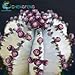 Cheap! Japanese Rare Succulents Seeds About 50pcs Cactus Seeds Rare Flower Sementes Bonsai Seeds Indoor Plants Flowers pot seeds of change