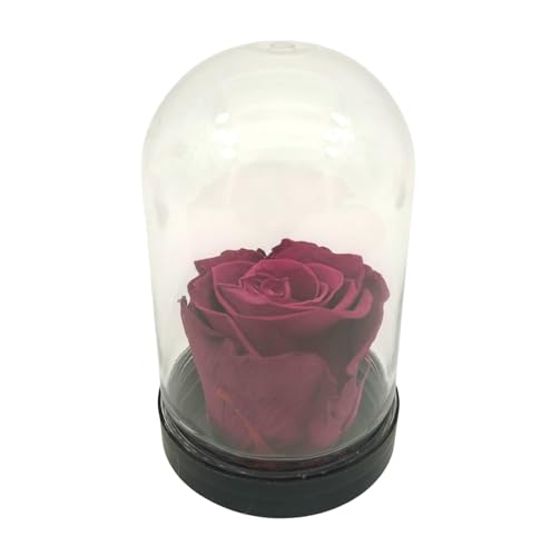 Genérico Rosa Eterna Morada .Cupula Rosa Morada Natural preservada. Rosa