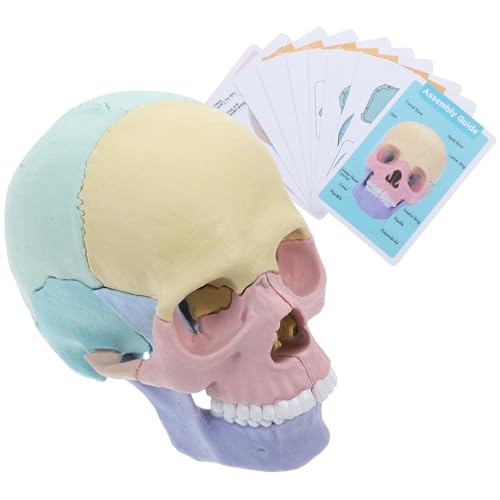 Cráneo humano desmontable para las clases de odontología y tutorías de enseñanza oral