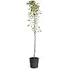 Brighter Blooms - Dorsett Golden Apple Tree, 4-5 ft. - No Shipping to AK, AZ, HI, ID, OR, WA