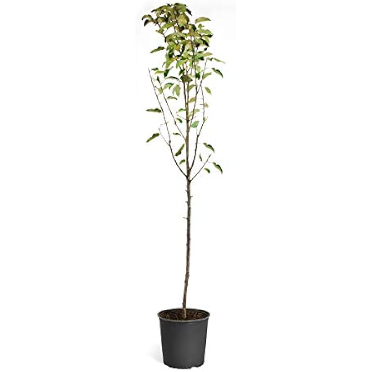 Brighter Blooms - Dorsett Golden Apple Tree, 4-5 ft. - No Shipping to AK, AZ, HI, ID, OR, WA