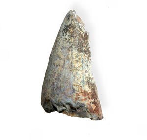 Dinosaur Tooth Genuine Spinosaurus 7/8"-1" Quantity=1 #TOP2