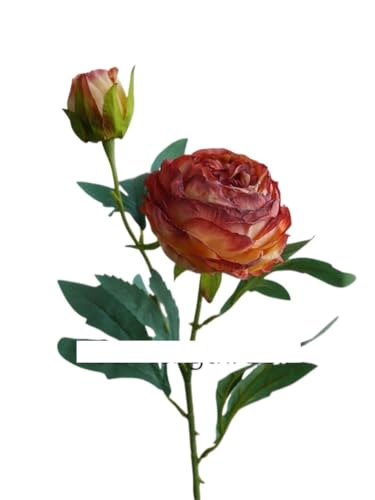 GL]`bNȃhCt[u[P̑N₩ȃỏA5̎}lHԑAe[uZ^[ɓKABe[Wz[t[fR[VAWgiԕrȂjij