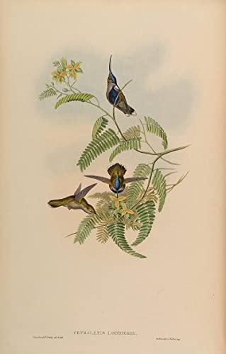 Affiche Cephalepis Lodge par John Gould - Poster animal oiseau pour décoration maison 60x90cm