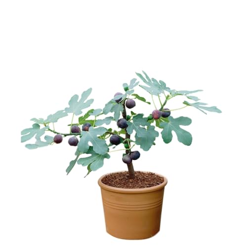 Easy to Grow Fig Chicago Hardy - 2 Potted Fruit Plants in 4-Inch Grower Pots Summer Fruiting Self-Pollinating Starter Tree