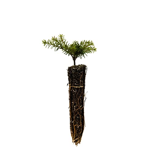 Western Hemlock | Small Tree Seedling | The Jonsteen Company Western Hemlock | Small Tree Seedling | The Jonsteen Company