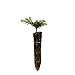 Western Hemlock | Live Tree Seedling (Small) | The Jonsteen Company