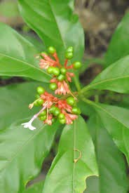 patala garuda 4 month old sapling plants (rauvolfia serpentina) (B07YNB5N2C) Amazon Price History, Amazon Price Tracker