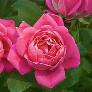 Pink Double Knockout Rose Bush, Live Garden Plant, Repeat Blooming Roses, Disease Resistant Perennial Shrub for Outdoor Planting (2 Gallon/Single Plant)