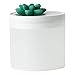 ZHANGLE Mini Lotus Style 800ml pojemność ultradźwiękowy nawilżacz powietrza Desktop Night Light Water Diffuzor krajobrazowy Mist Mist (Color : Green)