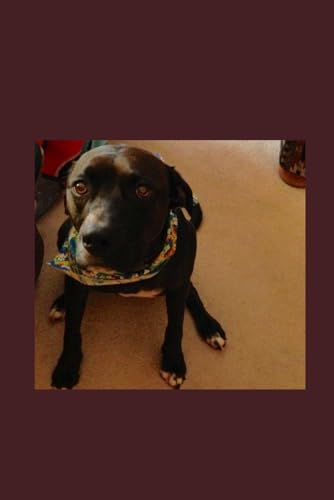 Indy: The story of a lost man and an abandoned dog