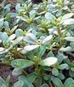 Herb Seeds - Green Purslane - 14,000 Seeds Herb Seeds - Green Purslane - 14,000 Seeds