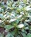 Herb Seeds - Purslane - 14,000 Seeds