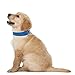 Downtown Pet Supply Deluxe Padded Adjustable Dog Collar - Metal Buckle & D-Ring - Machine Washable & Water Resistant - Blue - S