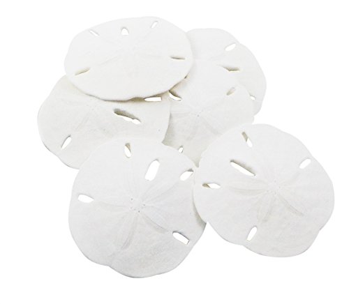 Nautical Crush Trading Sand Dollar | Real Sand Dollars 2 1/2 To 3 (Set Of 6) | Sand Dollar Shells Plus Free Nautical Ebook By Joseph Rains