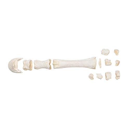 Image of 3B Scientific GmbH T30068 Mammal Metacarpal Bones, Disarticulated
