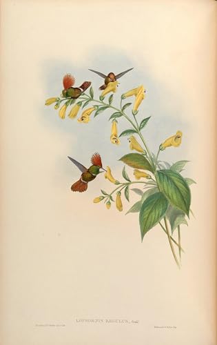 PMEFGJDPE Famoso Impresiones de Lienzo Impresion Arte Pared Animale Uccello Lophornis Regulus Lophornis Delattrei di John Gould para la Decoración del Hogar de la Oficina 60x90cm
