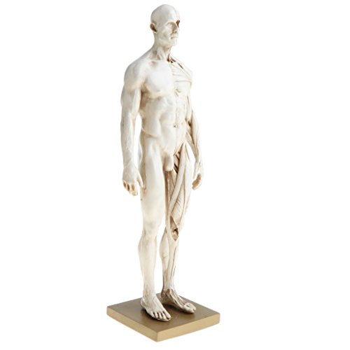 Fenteer Figura Anatomica di Anatomia Umana del