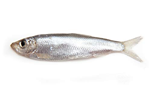 Plato Baltic Sprat 3Oz #TOP4