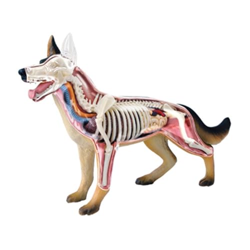 Modèle d'anatomie de chien réaliste avec organes amovibles pour l'étude