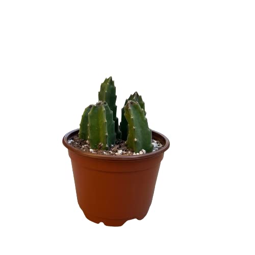 Starfish Flower Cactus | 4 Inch | Stapelia Grandiflora | Rare Succulent #TOP1