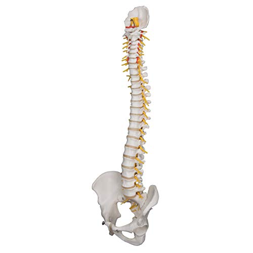 Image of 3B Scientific A58 /5 Deluxe Flexible Spine Model w / Brain Stem-Opened Sacrum - 3B Smart Anatomy