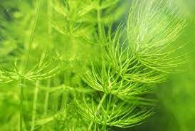 Foxtail water plant (Pack of 7) (B0CWLQZYQF) Amazon Price History, Amazon Price Tracker