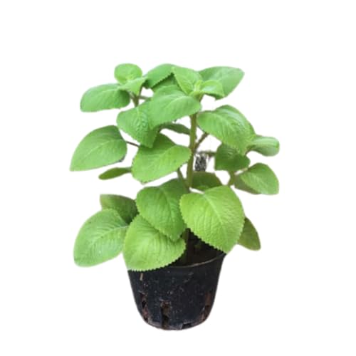 Pack 02 of Cuban Oregano Plants Live, Live Cuban Oregano