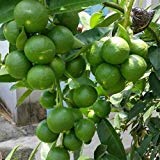 Rameshvar Enterprises | Live Plant Lemon Nimboo, Exotic Bonsai Plant Suitable Garden Plant(1 Healthy Live Plant) (B0818P3LF6) Amazon Price History, Amazon Price Tracker